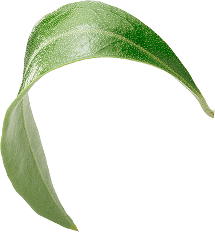Leaf Curved Right