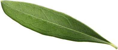 Leaf Front Left