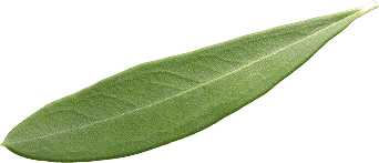 Leaf Top Right