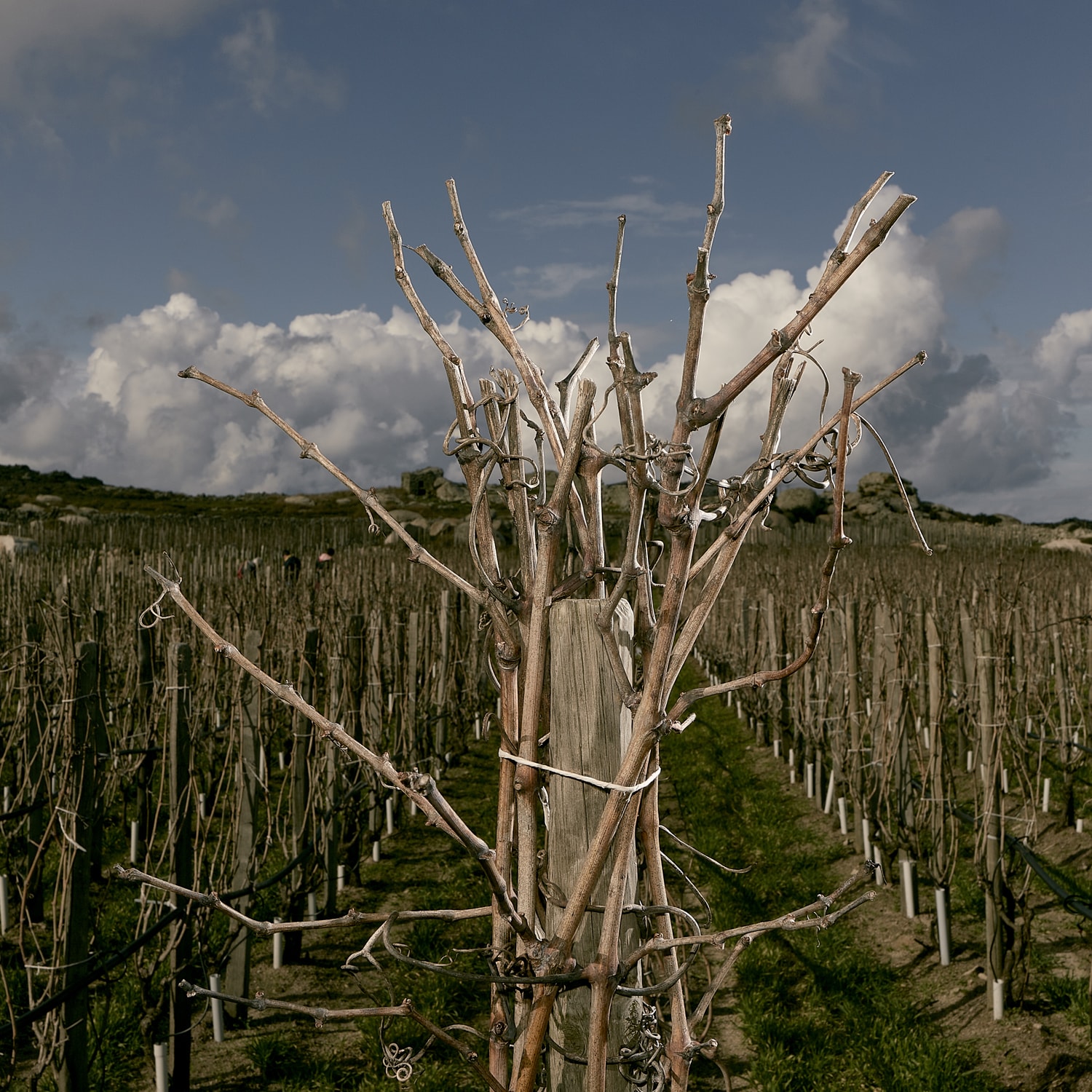 T-OINOS project - CLOS STEGASTA MAYROTRAGANO - Premier Greek Red Wine 2020 and 2019 - Image 2