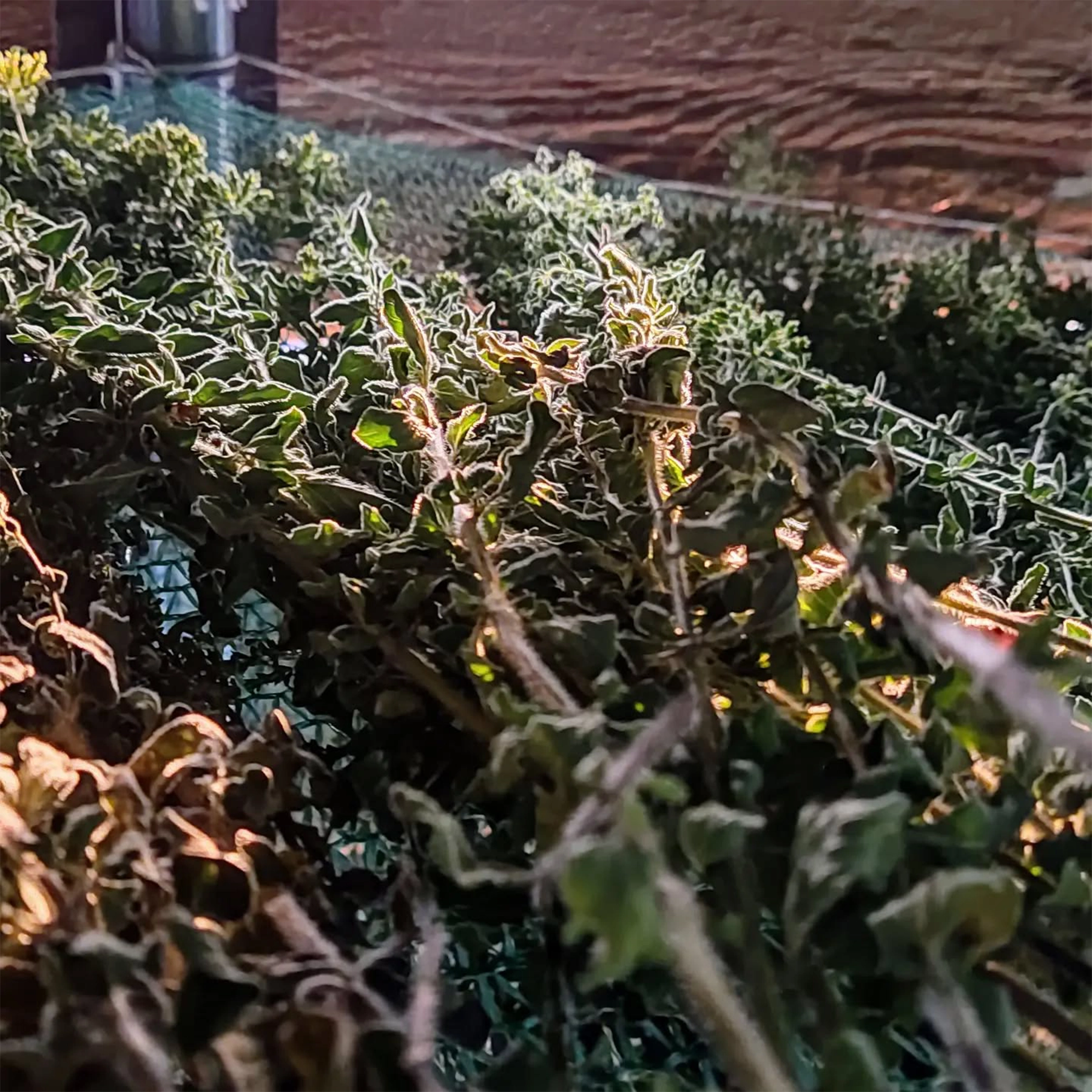Ikaria Organic Oregano