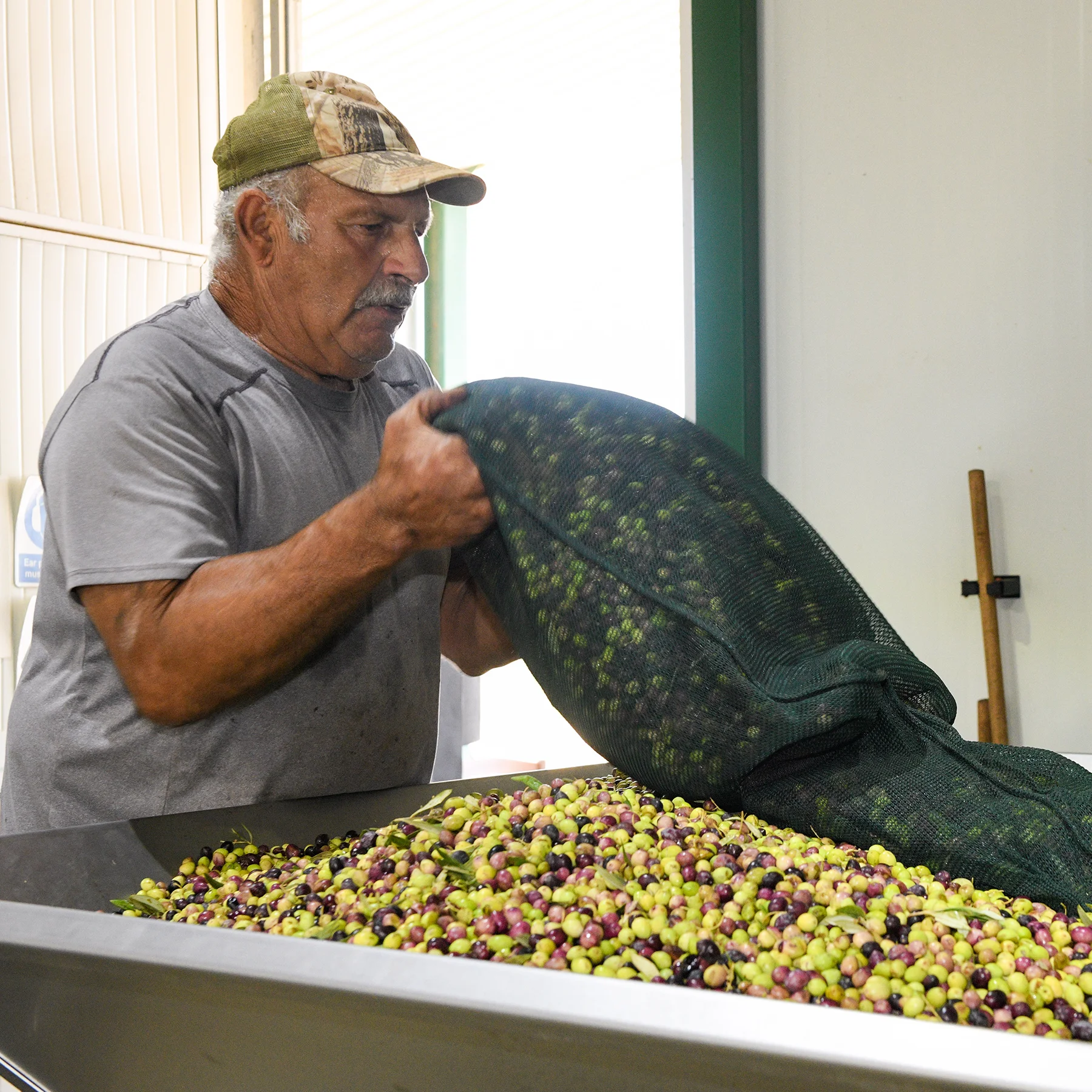 Early Harvest at Atsas Olive Oil Estate