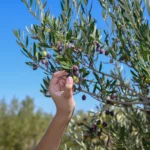 Handpicking Olives at Atsas Farm