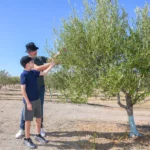 Visiting Atsas Olive Groves in Cyprus