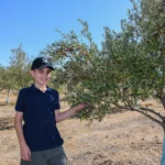 Atsas olive picking