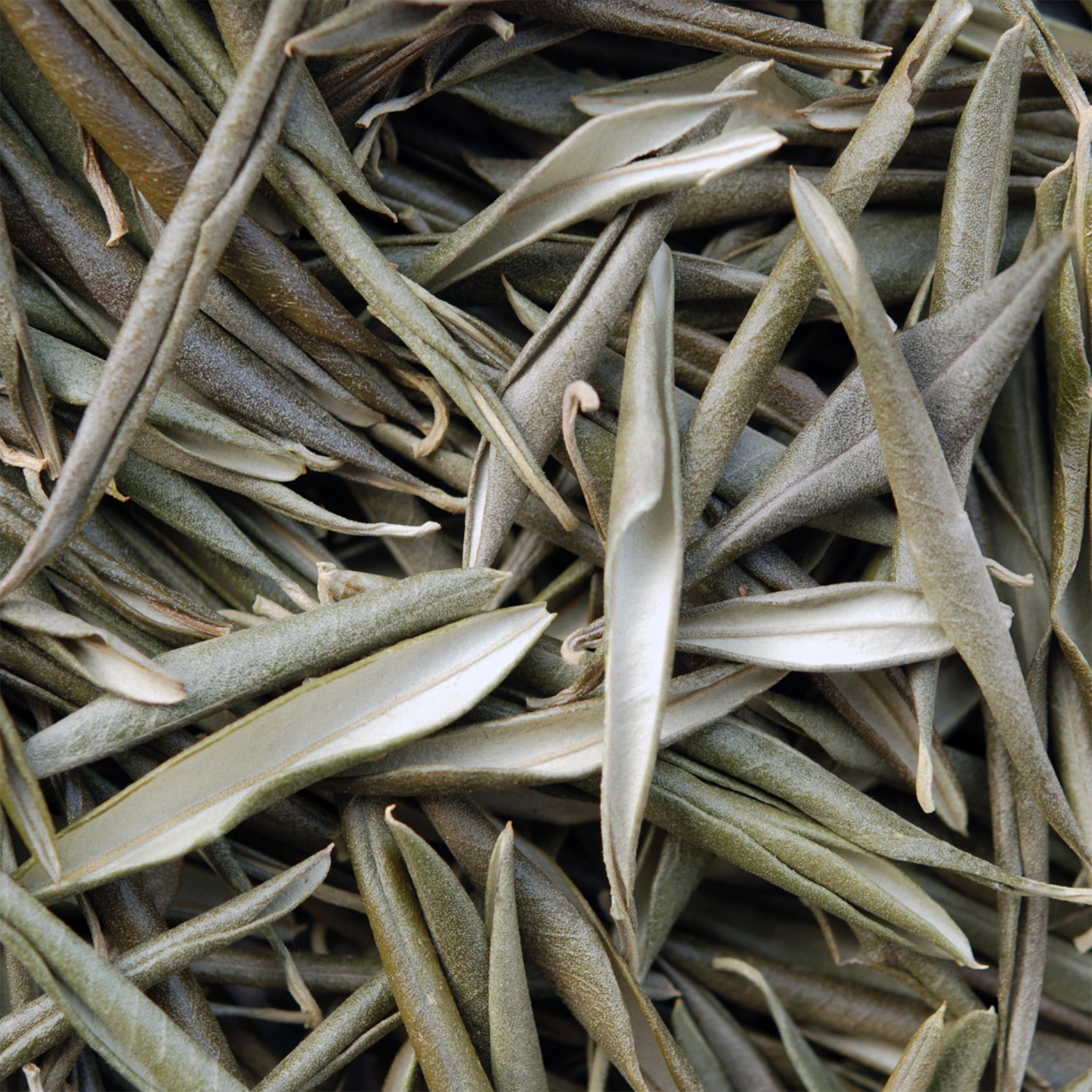 Close-up of dried olive tree leaves handpicked from Lavandia’s organic groves, showcasing their natural texture and earthy green color.