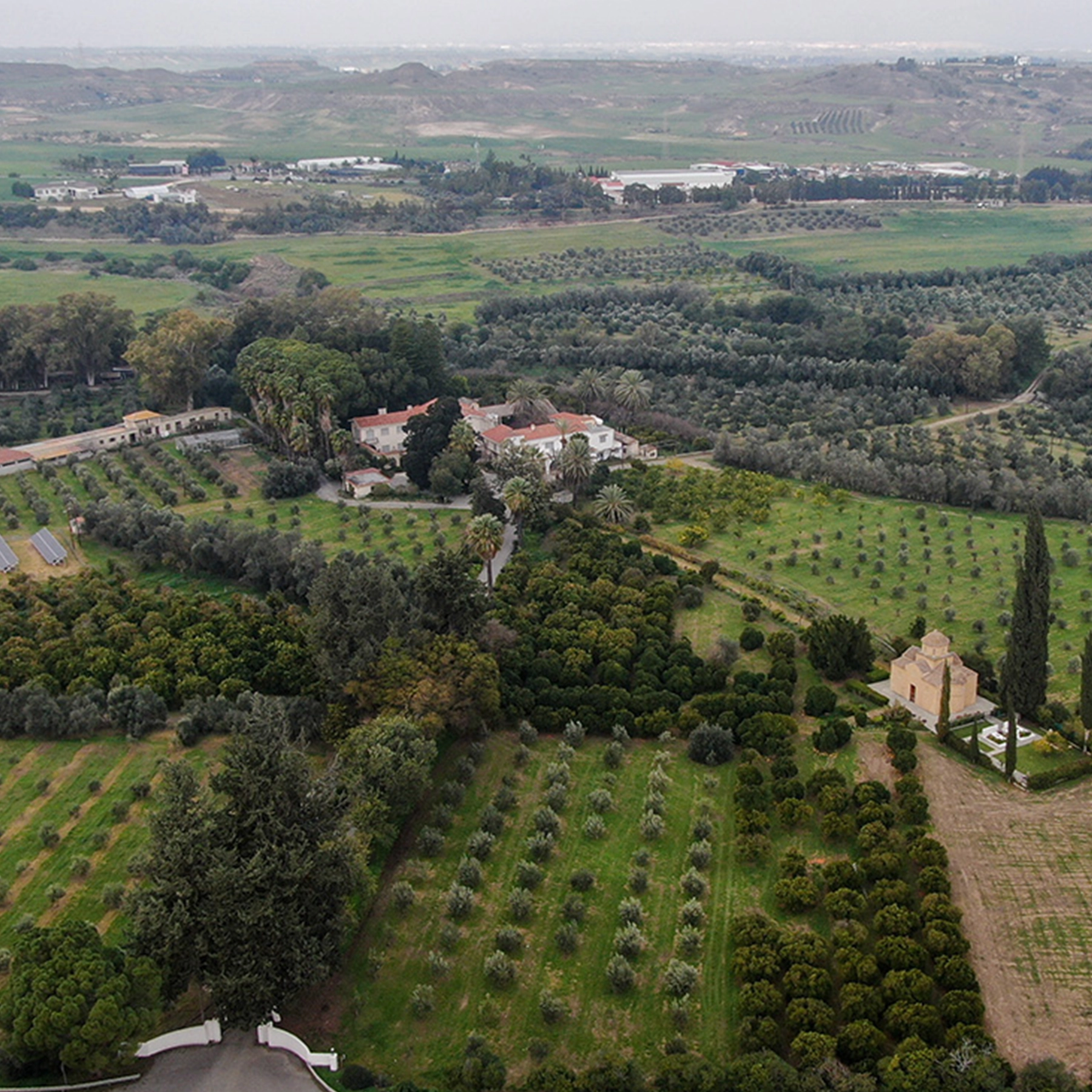 Expansive field of olive trees under a clear blue sky, representing the fertile Cretan landscape where Eliama EVOO is sourced.