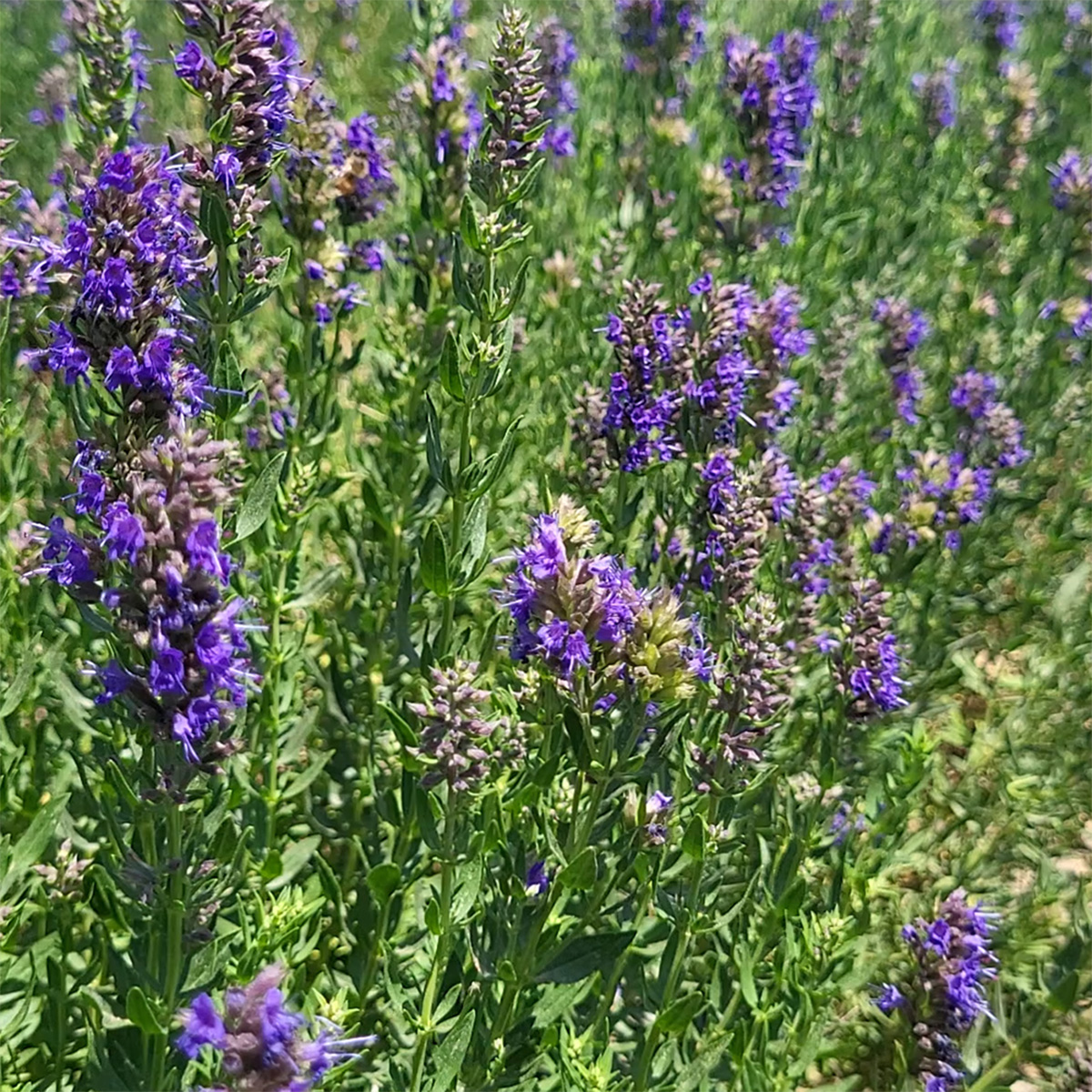 Lavandia Organic Greek Hyssop 40gr