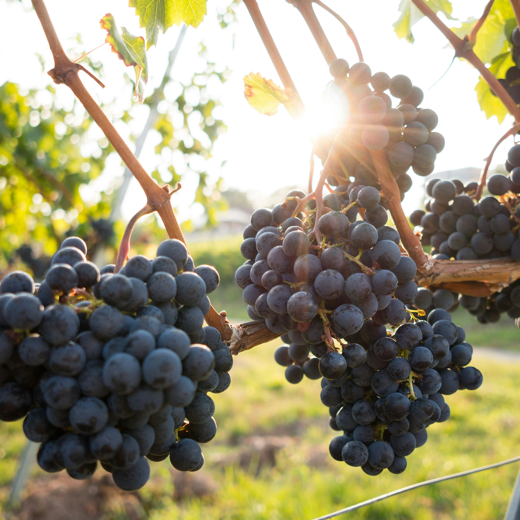 Grapes from Ikarian Island