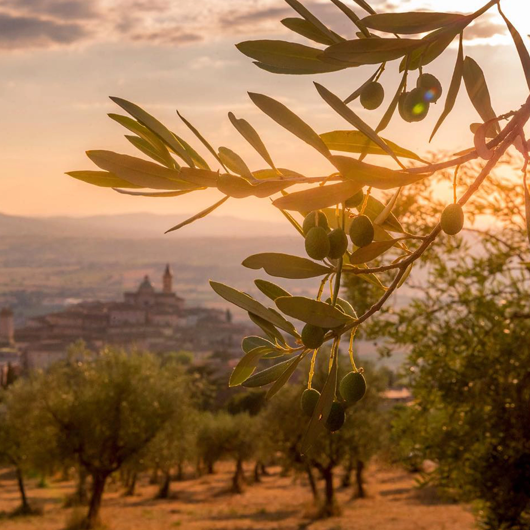 Italian Olives