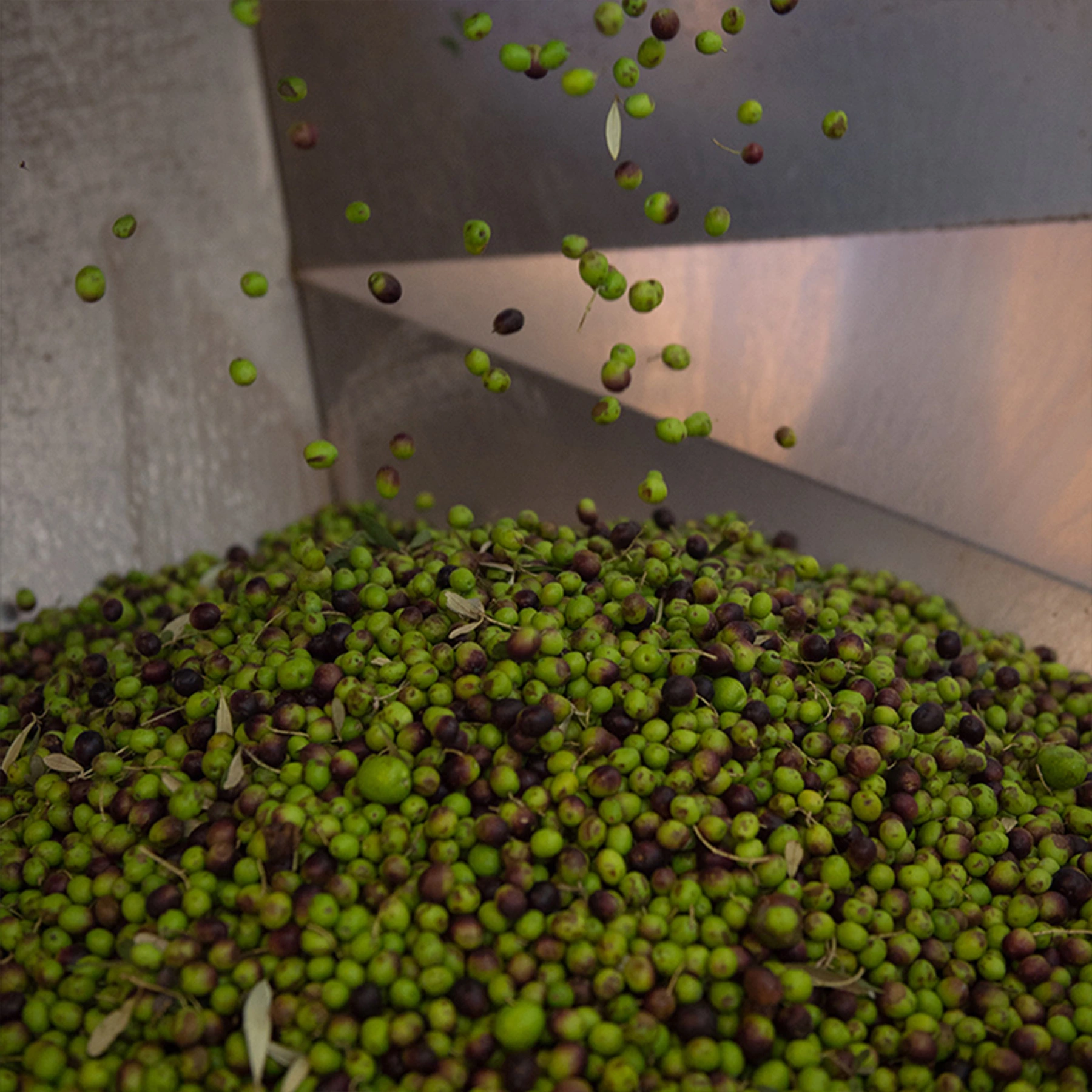 Italian olives harvesting
