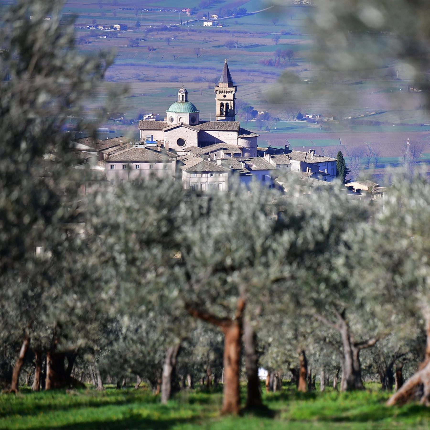 Olive Tree in the Mediterranean