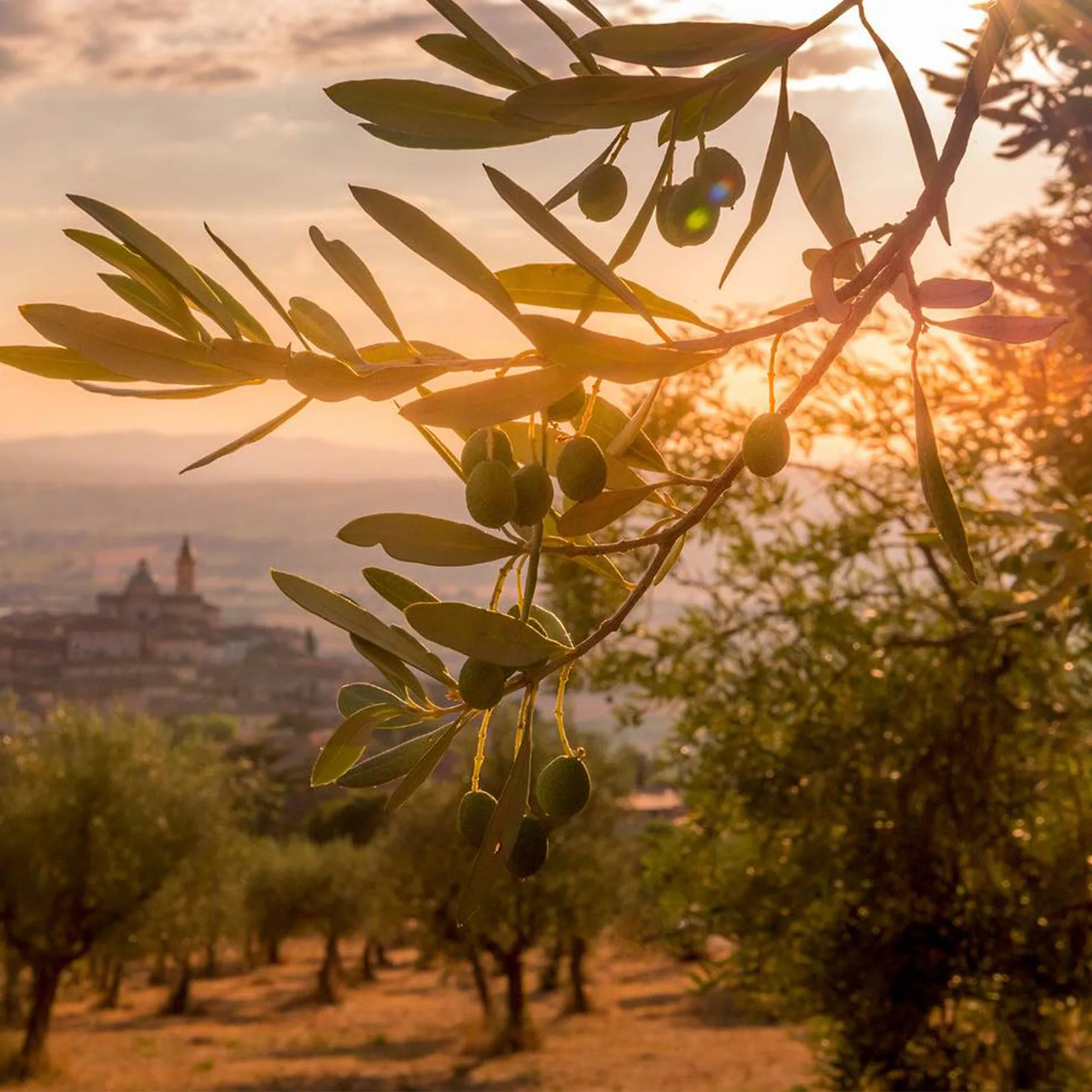 A scenic view of lush olive trees in the Marfuga orchard, showcasing the fertile land and traditional olive farming heritage of Umbria.