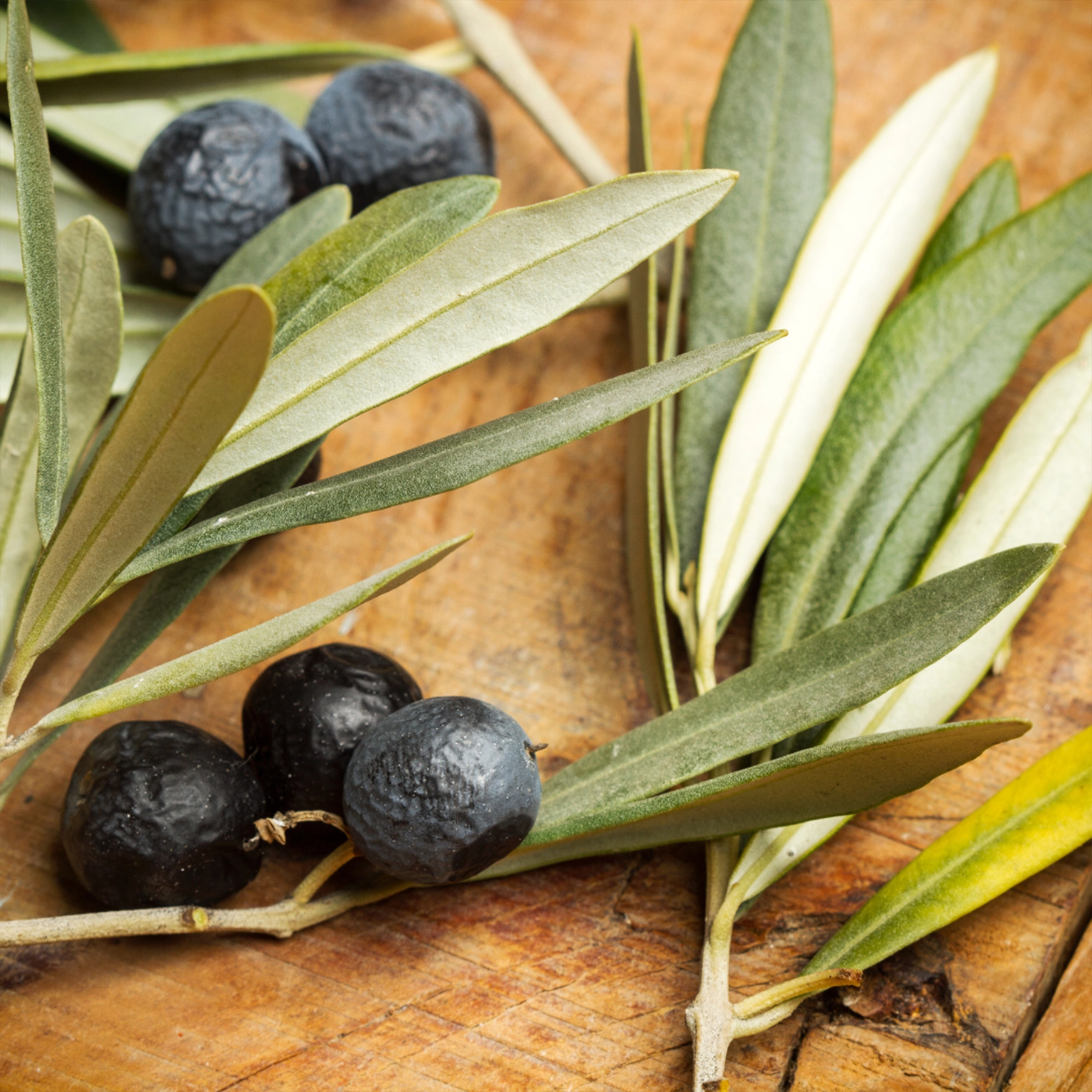 A handful of Lavandia's dried olive tree leaves on a wooden surface, highlighting their organic quality and traditional preparation.