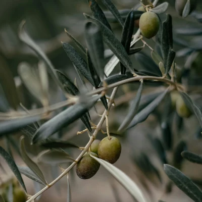 Olive Leaves by Lavandia