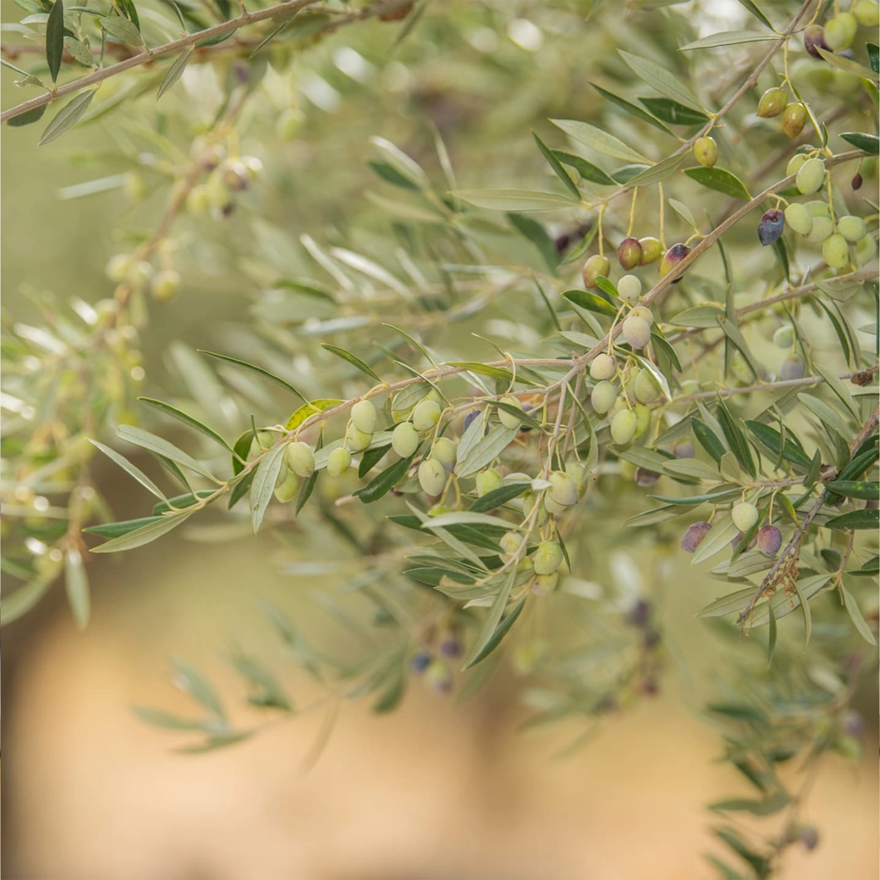 Olives on an organic olive oil grove