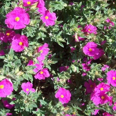 Vibrant Cistus Incanus flowers in full bloom, highlighting their natural beauty and health-giving properties.