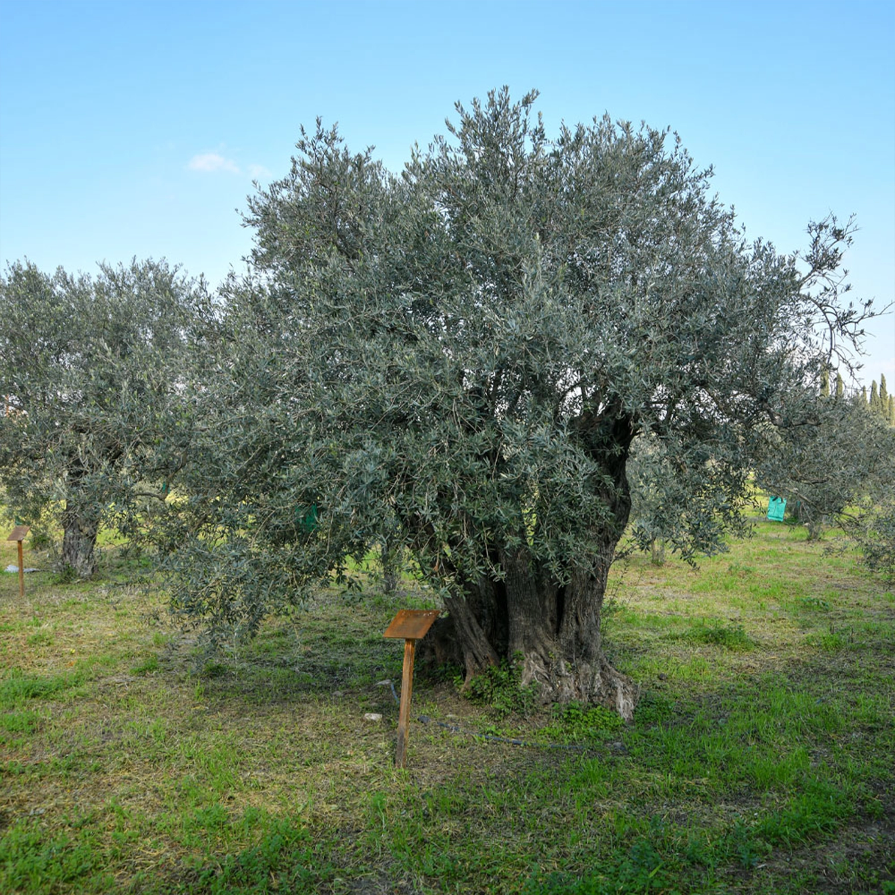 Oro del Desierto Olives