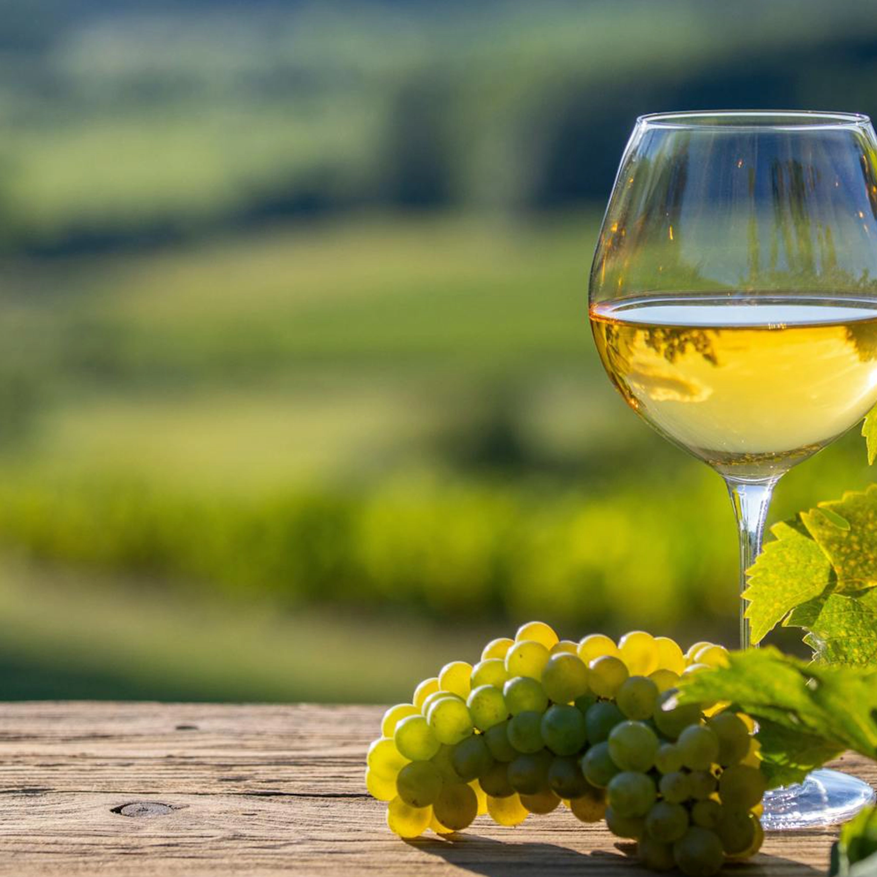 Testing Organic Italian White wine