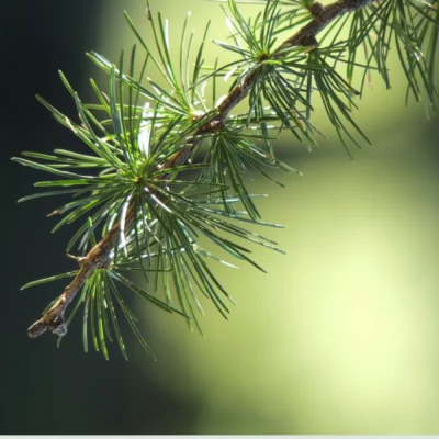 Close-up view of organic pine needles, showcasing their natural texture and rich color.