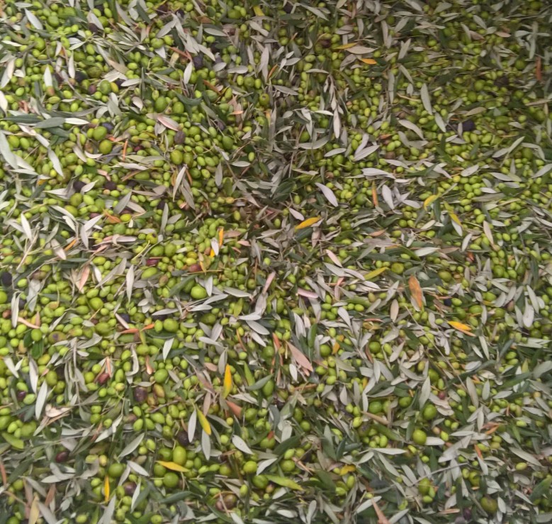 sparta green olives and olive leaves being selected for pressing