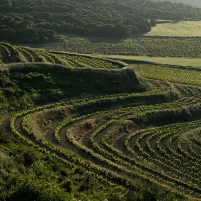 Aerial view of the La Virgen vineyard plot in Labastida, Rioja Alavesa