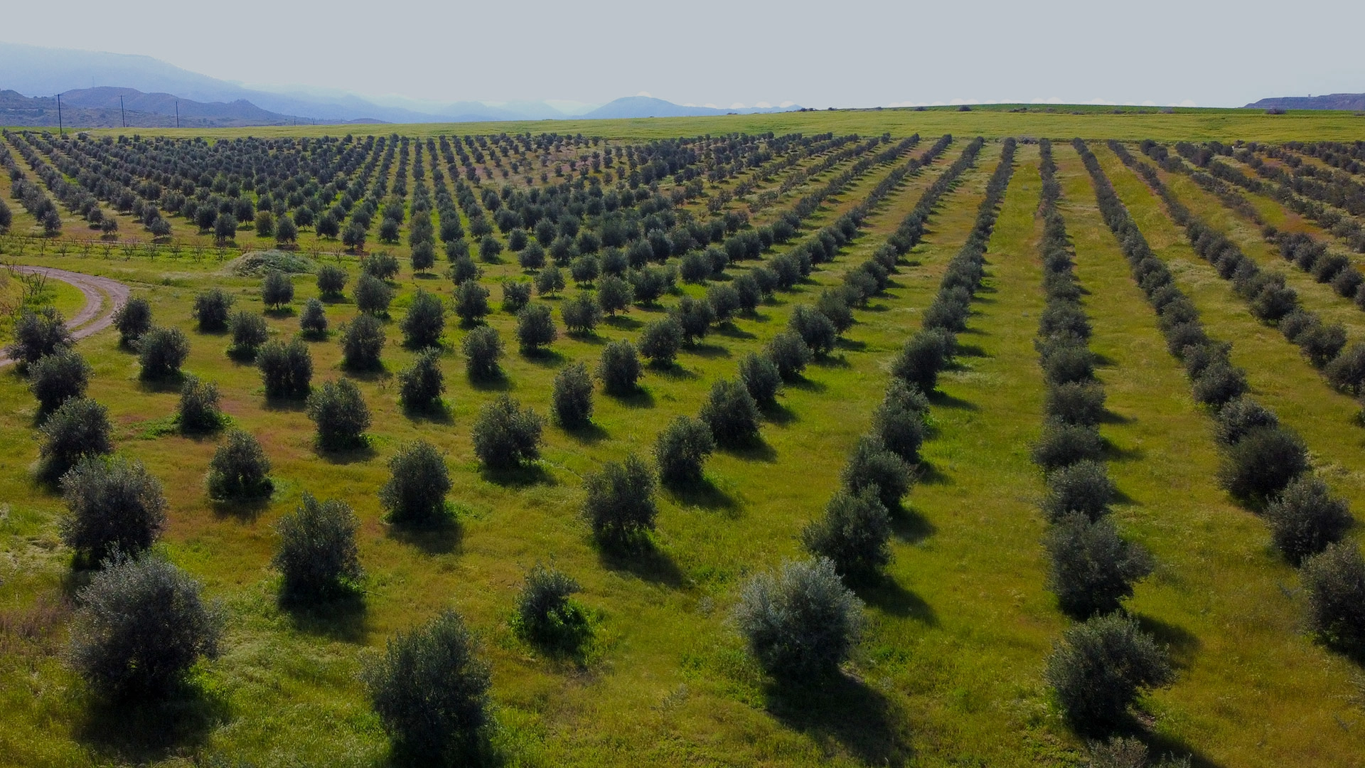 Strakka Organic High Phenolic Evoo Bundle - Image 5