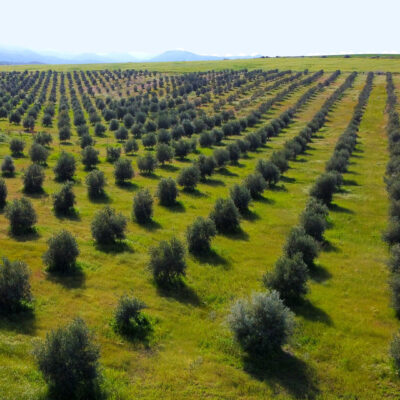 Atsas Olive Trees