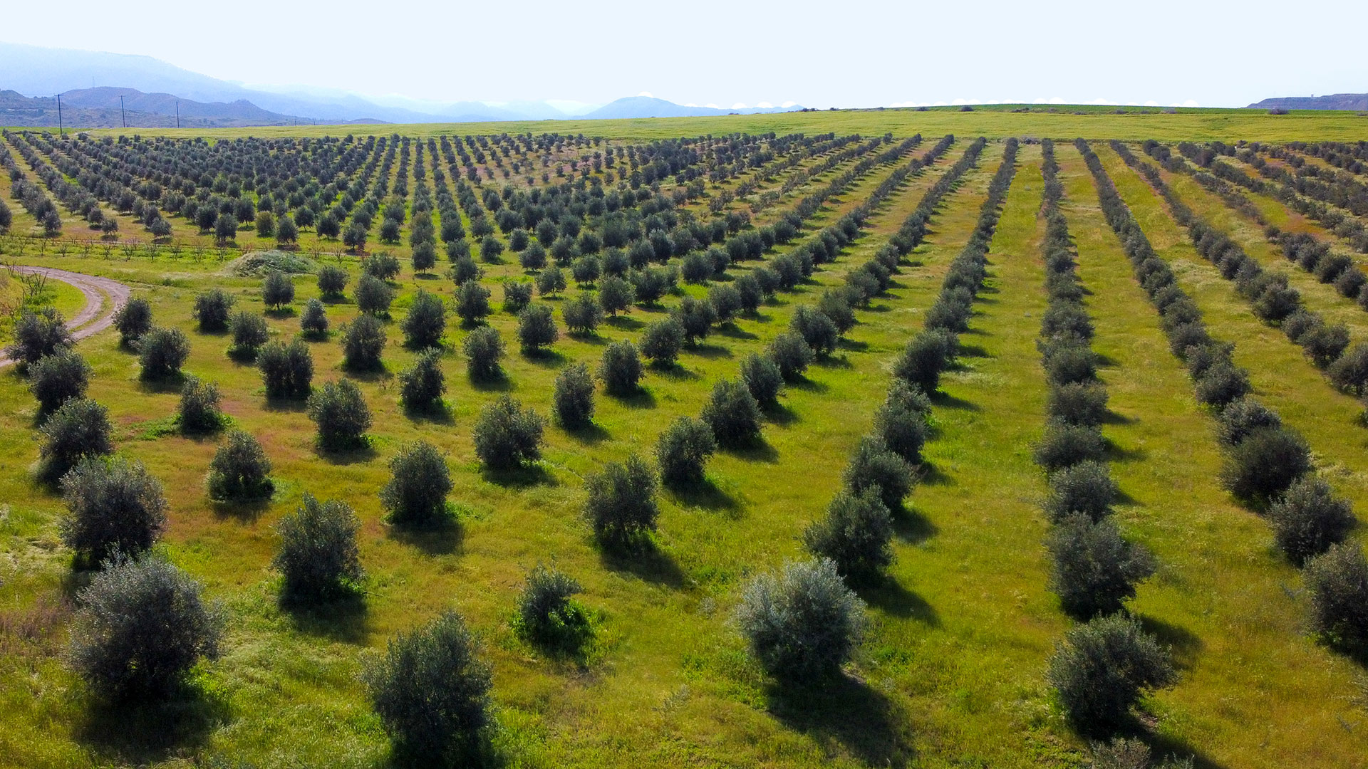 Atsas Olive Trees