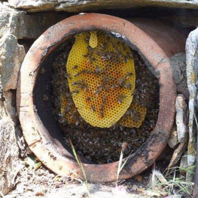 Honeycomb with bees and raw honey from Ikaria Greece