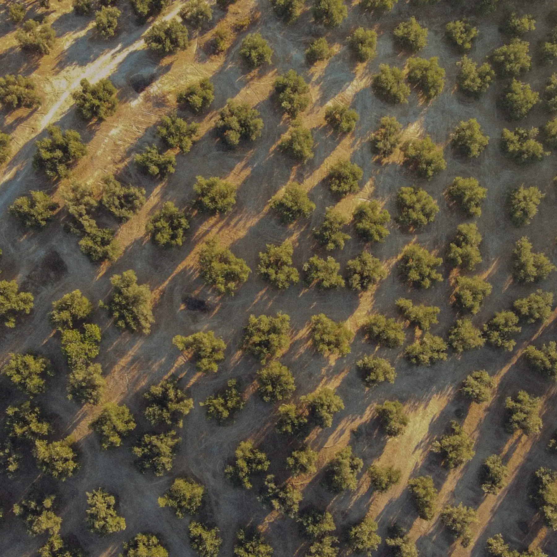 Andalusian landscape where Almazaras de la Subbética olive oils