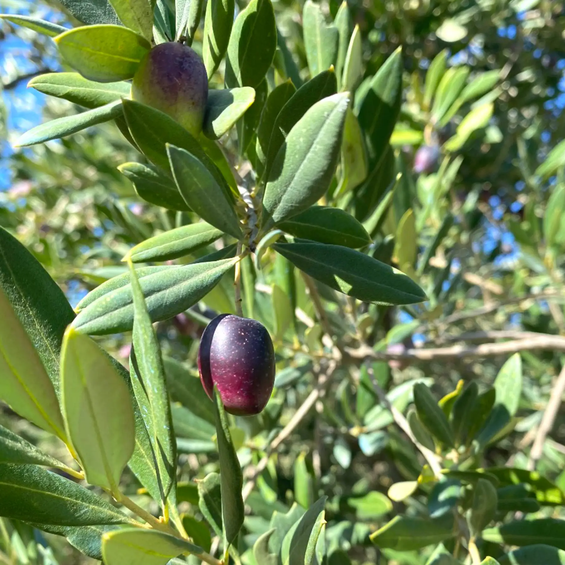 Close-up of fresh olives and leaves representing Almazaras de la Subbética quality