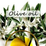 olive oil tree branch