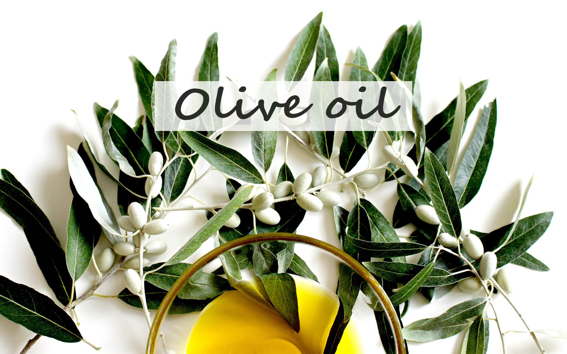 olive oil tree branch