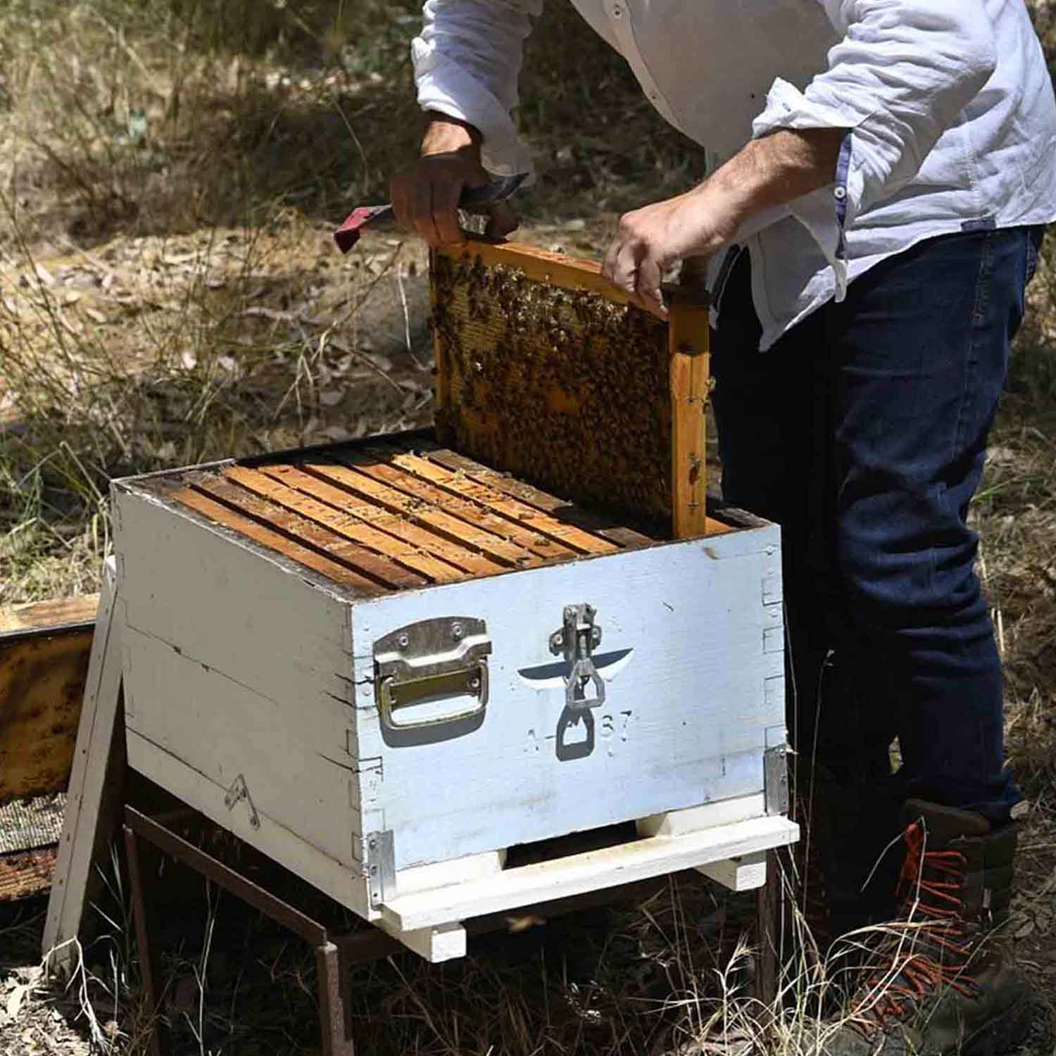 Beeology Cyprus Thyme Honey 300gr - Image 4