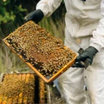 raw manuka honey harvesting