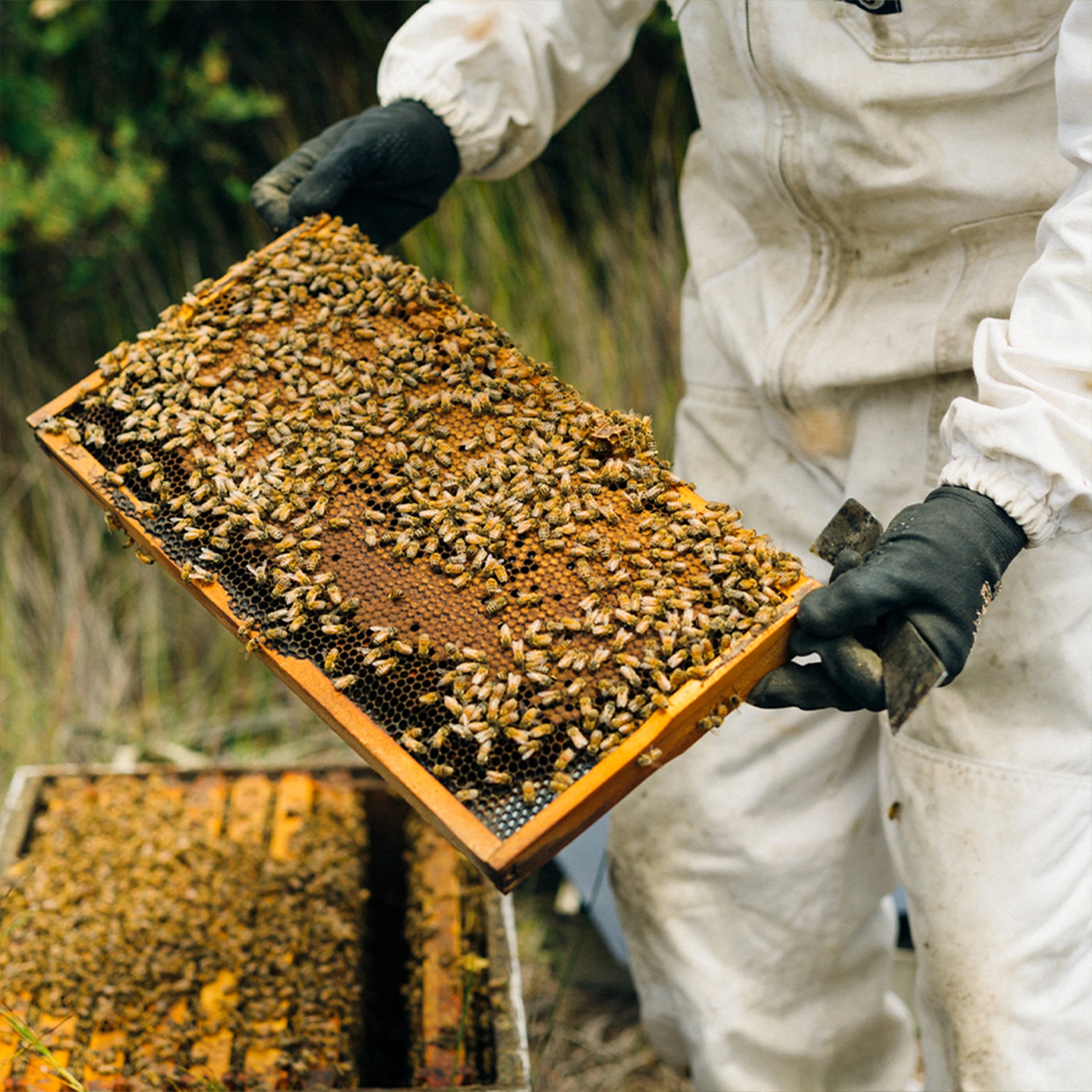 raw manuka honey harvesting