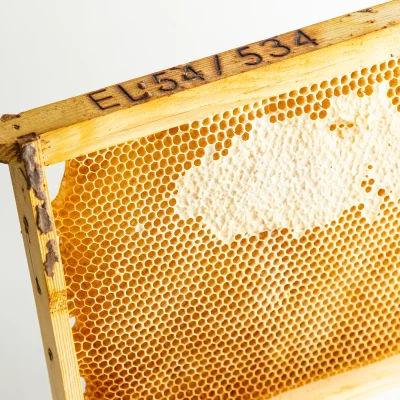Unprocessed Honeycomb with Natural Wax Cells