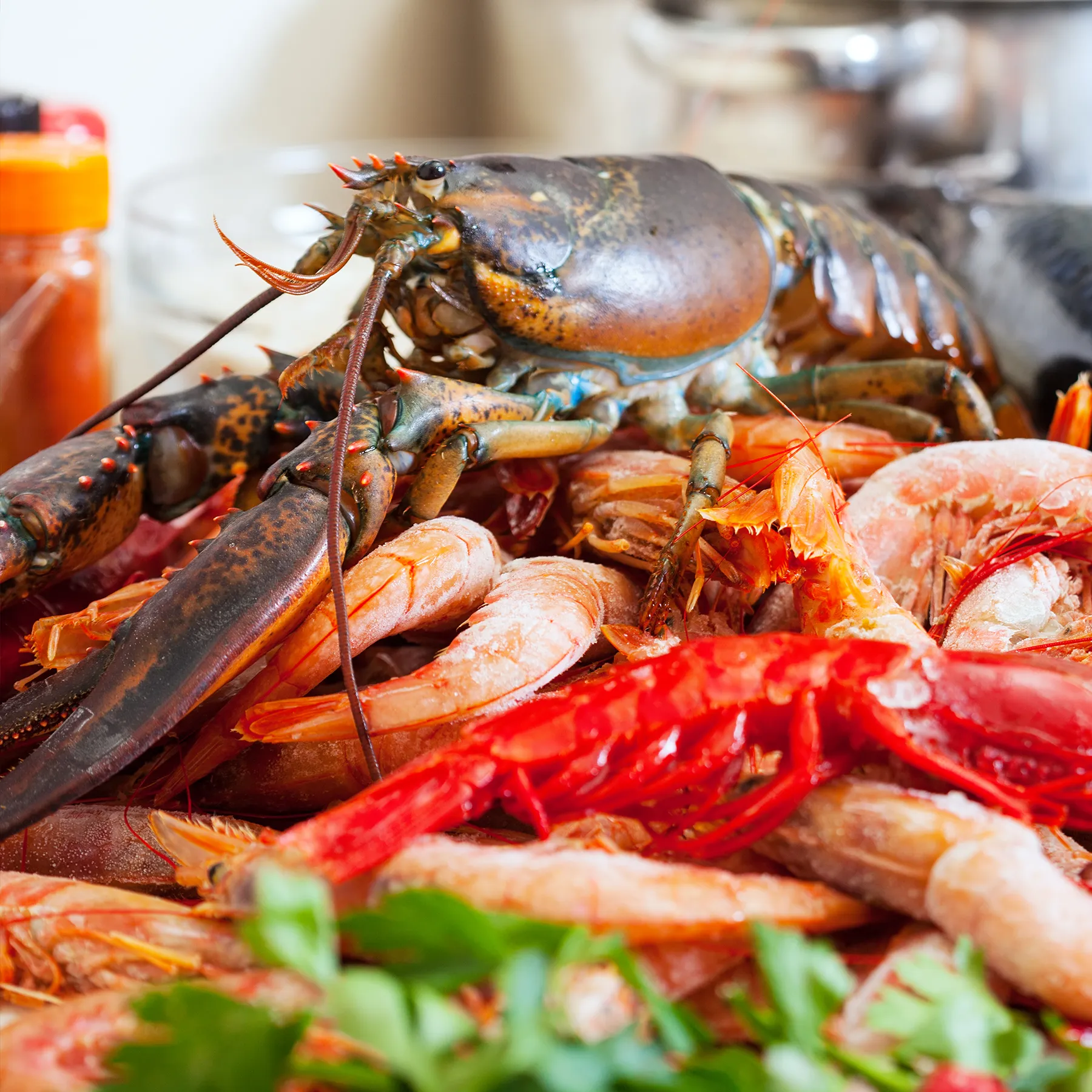 Hand using a steel seafood cracker to crack a lobster claw