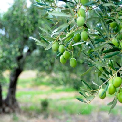 Olive Tree in Greece